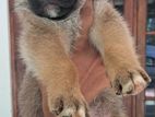 German Shepherd Mix Puppies