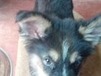 German Shepherd Mix Puppy