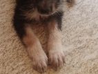 German Shepherd Mix Puppy
