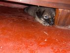 German Shepherd mix puppy