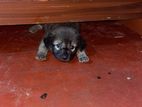 German Shepherd Mix Puppy