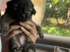 German Shepherd Mix Puppy