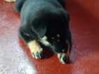 German Shepherd Mix Puppy