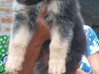 German Shepherd Puppy