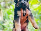 German Shepherd Puppies