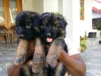 German Shepherd Puppy