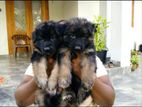 German Shepherd Pappy