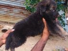 German Shepherd Pappy
