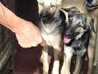 German Shepherd pappy.