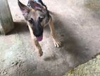 German Shepherd Puppy