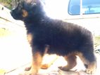 German Shepherd Puppy