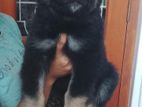 German Shepherd Puppy