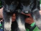 German Shepherd Puppies