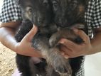 German Shepherd Puppies