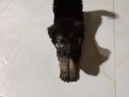German Shepherd Pets