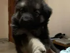 German Shepherd Puppies