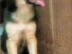 German Shepherd Puppy