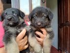 German Shepherd Pupies