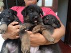 German Shepherd Puppies