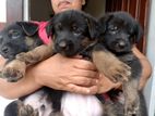 German Shepherd Pupies