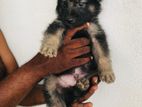 German Shepherd Puppies