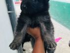 German Shepherd Puppies