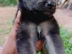 German Shepherd Puppies