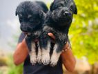 German Shepherd Puppies