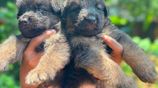 German Shepherd Puppies (1st Litter)