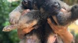 German Shepherd Puppies (1st Litter)