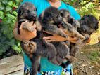 German Shepherd Puppies (1st Litter)