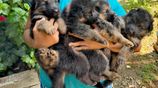 German Shepherd Puppies (1st Litter)