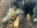 German Shepherd Puppies 3 Months