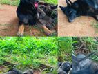 German Shepherd Puppies - 4 Weeks (One Month Old)