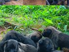 German Shepherd Puppies - 4 Weeks (One Month Old)