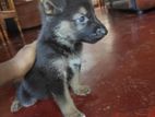 German Shepherd Puppies