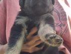 German Shepherd Puppies