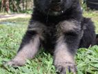 German Shepherd Puppies