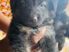 German Shepherd Puppies
