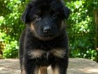 German Shepherd Puppies