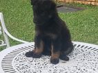 German Shepherd Puppies ( Female )