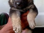 German Shepherd Puppies (Female)