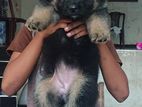 German Shepherd Puppies Female Puppy