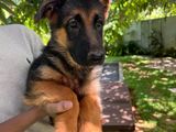German Shepherd Puppies