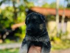 German Shepherd Puppies
