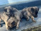 German Shepherd Puppies