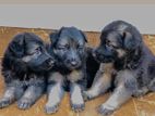 German Shepherd Puppies