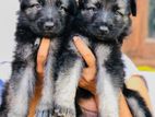 German Shepherd Puppies