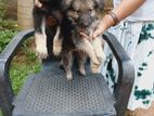 German Shepherd Puppies