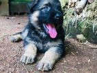 German Shepherd Puppies